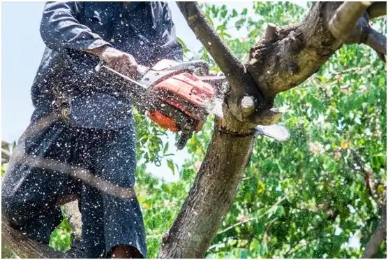 tree services South Pittsburg